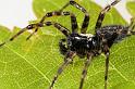 Textrix_denticulata_D8203_Z_88_Bij afgraving_Nederland